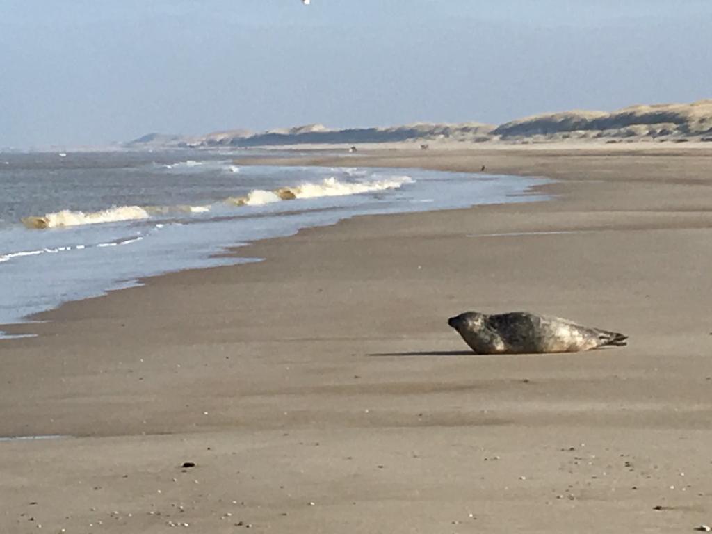 Ferienwohnung Huize Mare Bergen aan Zee Exterior foto